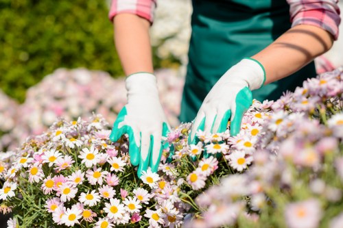 Professional garden maintenance in a West Wickham home garden