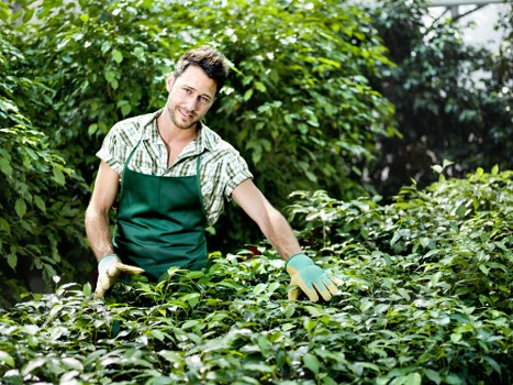 Seasonal lawn maintenance in a West Wickham garden