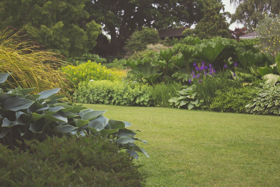 A well-maintained garden featuring a lush, green lawn with neatly trimmed grass in the foreground, bordered by a variety of mature shrubs and plants including broad-leaved hostas and ornamental grasse