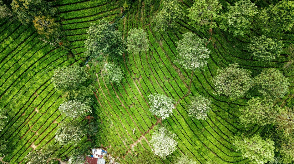 An aerial view of a lush garden landscape featuring neatly arranged green lawn patches and expansive rows of blooming trees with white flowers. The lawn areas are bordered by well-maintained hedges an